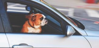 Pies-na-przednim-siedzeniu